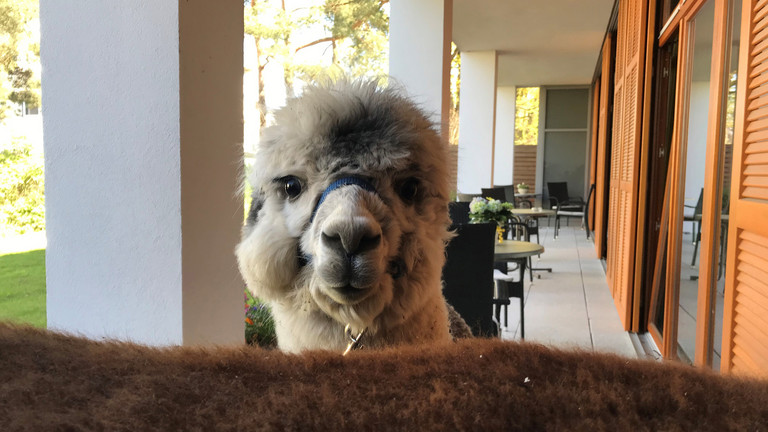 Ein Alpaka steht auf der Terrasse des Albertinen Hospiz Norderstedt Ein Alpaka steht auf der Terrasse des Albertinen Hospiz Norderstedt
