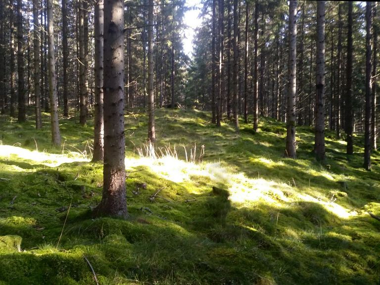 Immanuel Krankenhaus Berlin - Naturheilkunde - Waldbaden - Stress - Entschleunigung