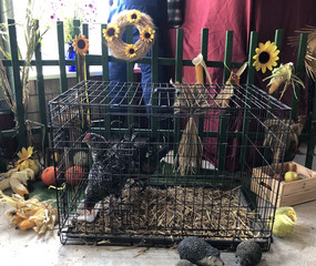 Ein Hahn im Käfig zu Besuch zum Erntedankfest im immanuel Haus Ecktannen Ein Hahn im Käfig zu Besuch zum Erntedankfest im immanuel Haus Ecktannen