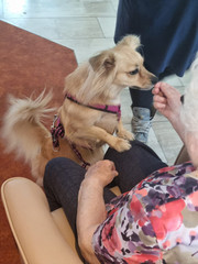 Ein Hund wird von einer Bewohnerin gestreichelt im Immanuel Haus Ecktannen Ein Hund wird von einer Bewohnerin gestreichelt im Immanuel Haus Ecktannen