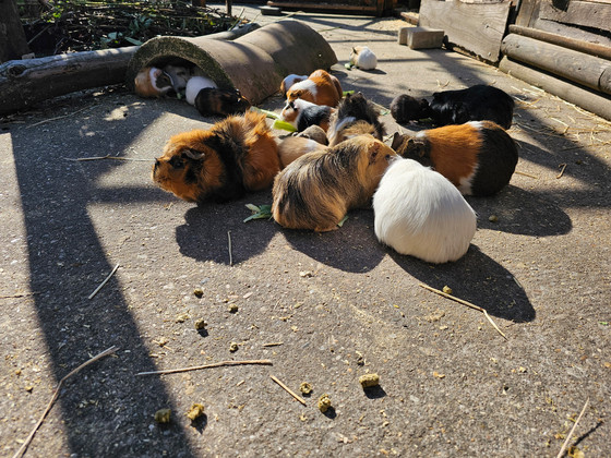 Meerschweinchen genießen ihr Futter in der Sonne