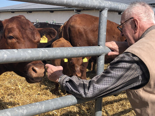 Ein Bewohner des Immanuel Haus Ecktannen streichelt eine Kuh Ein Bewohner des Immanuel Haus Ecktannen streichelt eine Kuh