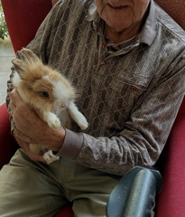 Ein Kaninchen auf dem Arm eines Bewohners im Immanuel Haus Ecktannen Ein Kaninchen auf dem Arm eines Bewohners im Immanuel Haus Ecktannen