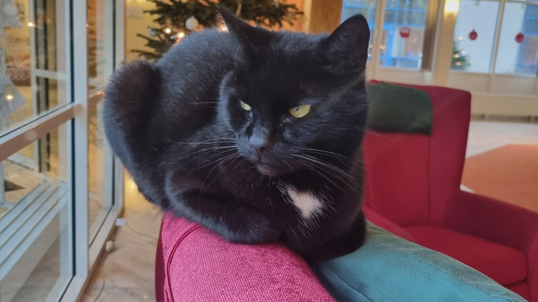 Die schwarze Nachbarskatze Abby liegt auf einer roten Sessellehne im Immanuel Haus Ecktannen Die schwarze Nachbarskatze Abby liegt auf einer roten Sessellehne im Immanuel Haus Ecktannen