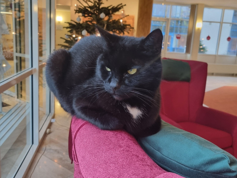 Die schwarze Nachbarskatze Abby liegt auf einer roten Sessellehne im Immanuel Haus Ecktannen